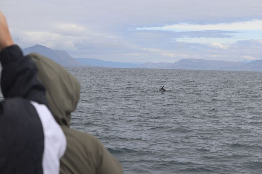 Reykjavik: Whale Watching & Northern Lights Combo Cruise - Searching for the Northern Lights at sea