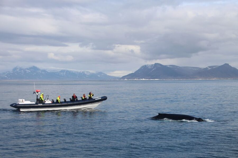 Reykjavik: Whale Watching Tour by RIB Boat - Key points at a glance