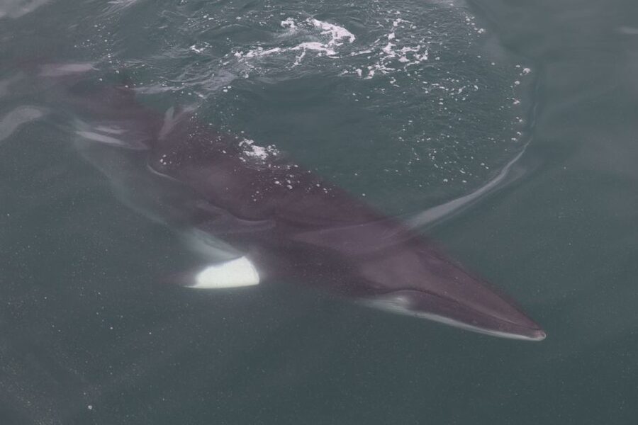 Reykjavik: Whale Watching Tour by RIB Boat - A fast start from Reykjavik harbor