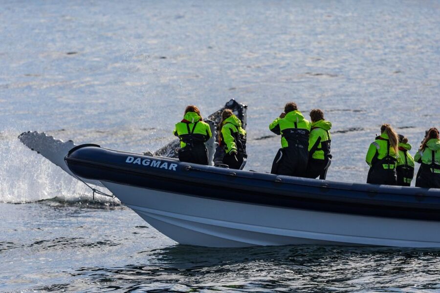 Reykjavik: Whale Watching Tour by RIB Boat - What you might see in the feeding grounds