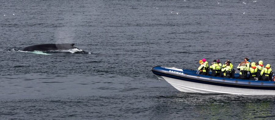 Reykjavik: Whale Watching Tour by RIB Boat - Why the suspension seats matter