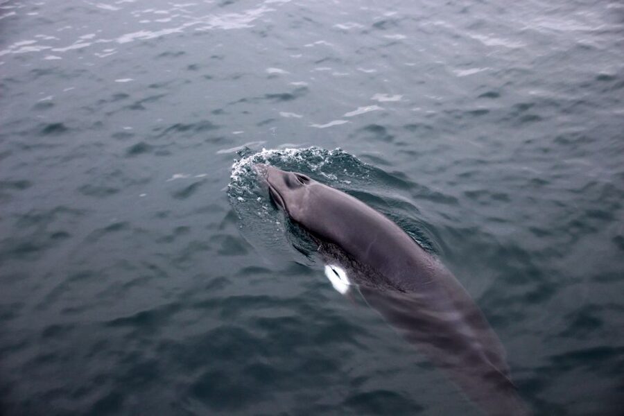 Reykjavik: Whale Watching Tour by RIB Boat - The guides make the difference