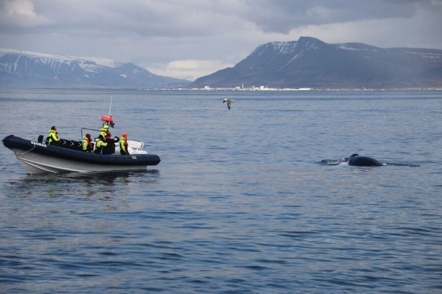 Reykjavik: Whale Watching Tour by RIB Boat - The Whales of Iceland Museum afterward