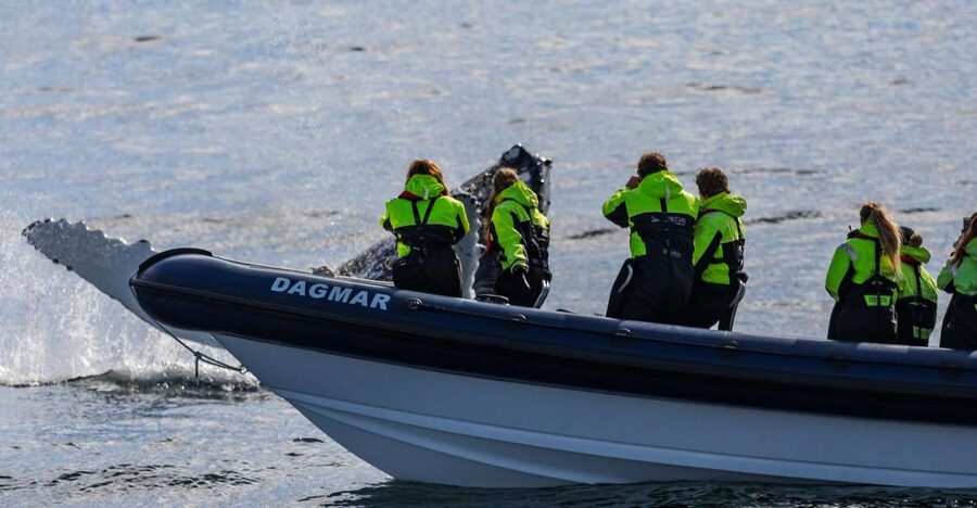 Reykjavik: Whale Watching Tour by RIB Boat - The run across Faxaflói Bay
