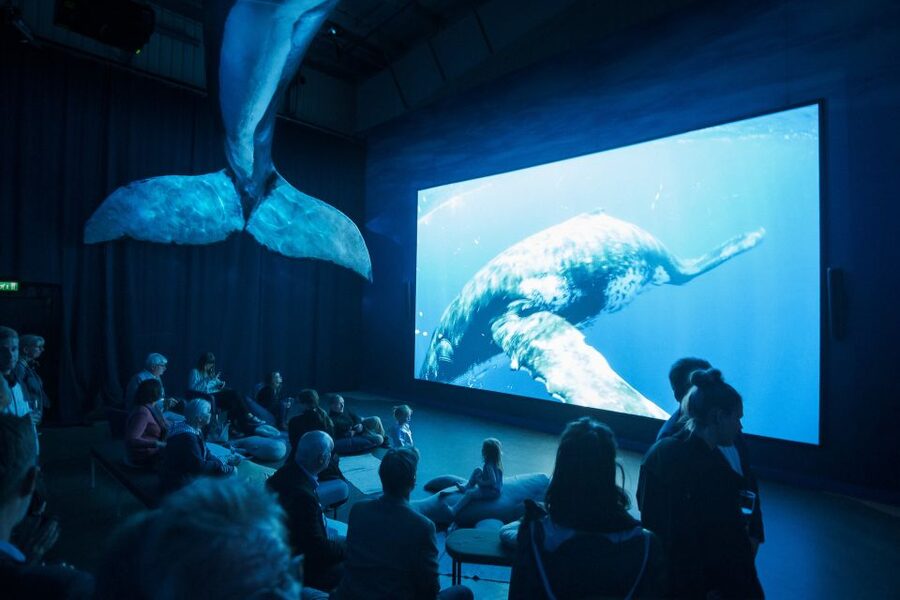 Reykjavik: Whale Watching Tour, Whales of Iceland Exhibition - Who will enjoy this experience most?