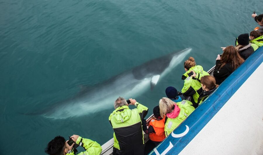 Reykjavik: Whale Watching Tour, Whales of Iceland Exhibition - Why the museum adds real value