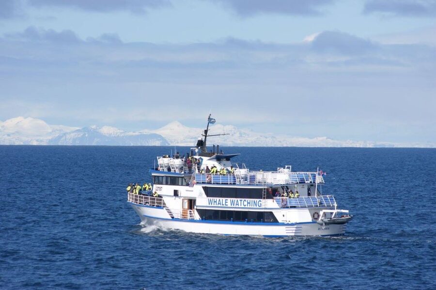 Reykjavik: Whale Watching Tour, Whales of Iceland Exhibition - Choosing the order that suits your day