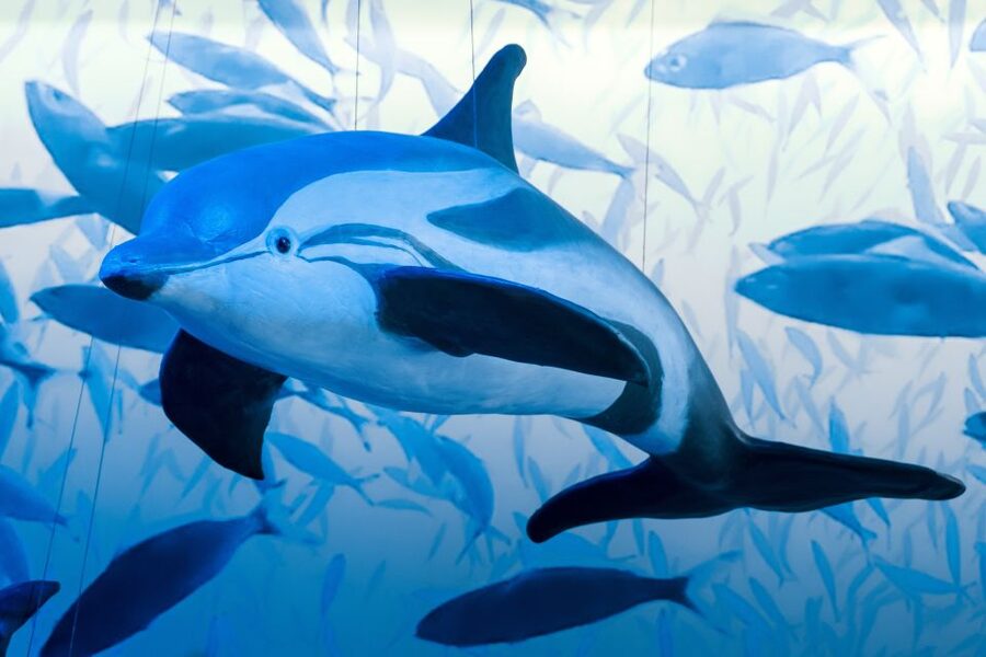 Reykjavik: Whale Watching Tour, Whales of Iceland Exhibition - Seasonal timing and sighting odds