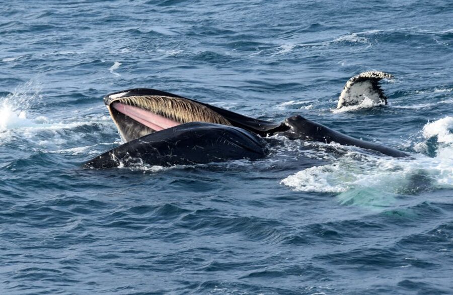 Reykjavik: Whale Watching Tour, Whales of Iceland Exhibition - Is the $123 price good value?