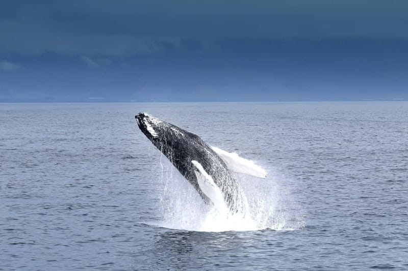 Reykjavik: Whale Watching Tour with Expert Guide - Sailing out of Reykjavík’s Old Harbour