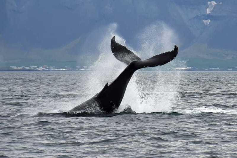 Reykjavik: Whale Watching Tour with Expert Guide - The route into Faxaflói Bay
