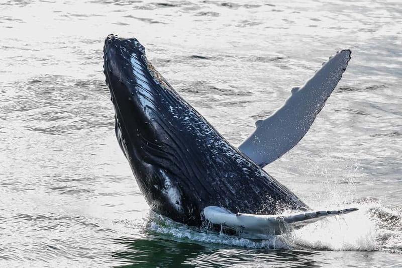 Reykjavik: Whale Watching Tour with Expert Guide - What you might see in the bay