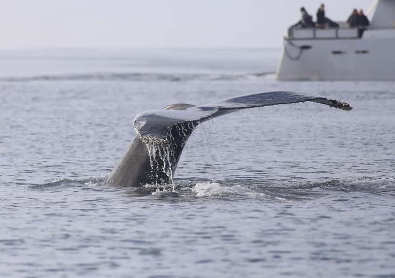 Reykjavik: Whale Watching Tour with Expert Guide - Guides, explanations, and the best way to watch