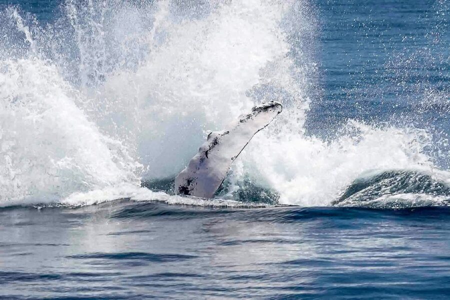 Reykjavik: Whale Watching Tour with Expert Guide - Classic or Express: choosing the right boat