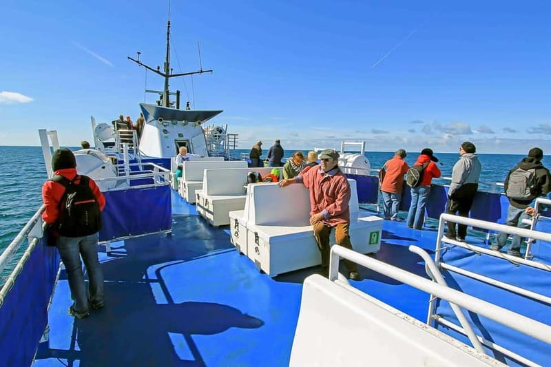 Reykjavik: Whale Watching Tour with Expert Guide - Who will enjoy this trip most