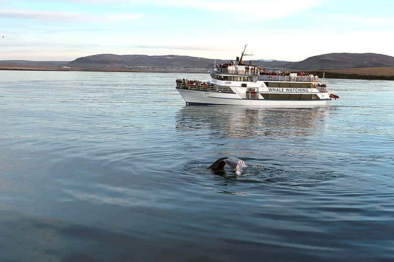 Reykjavik: Whale Watching Tour with Expert Guide - Andrea and the practical comfort of a large ship