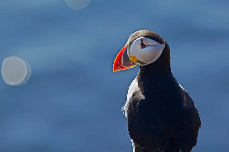 Reykjavik: Whales and Puffins Express Cruise Combo Tour - Key points to know before you book