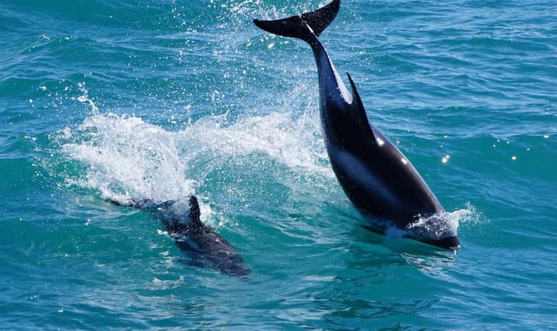 Reykjavik: Whales and Puffins Express Cruise Combo Tour - The best season and the honest wildlife odds