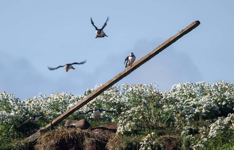 Reykjavik: Whales and Puffins Express Cruise Combo Tour - Two boats, two very different wildlife trips