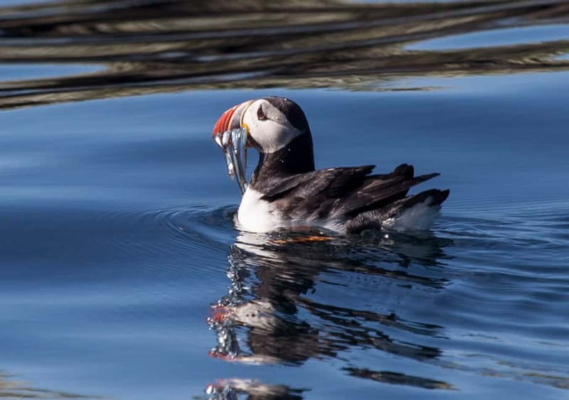 Reykjavik: Whales and Puffins Express Cruise Combo Tour - Puffin watching aboard Old Skúli