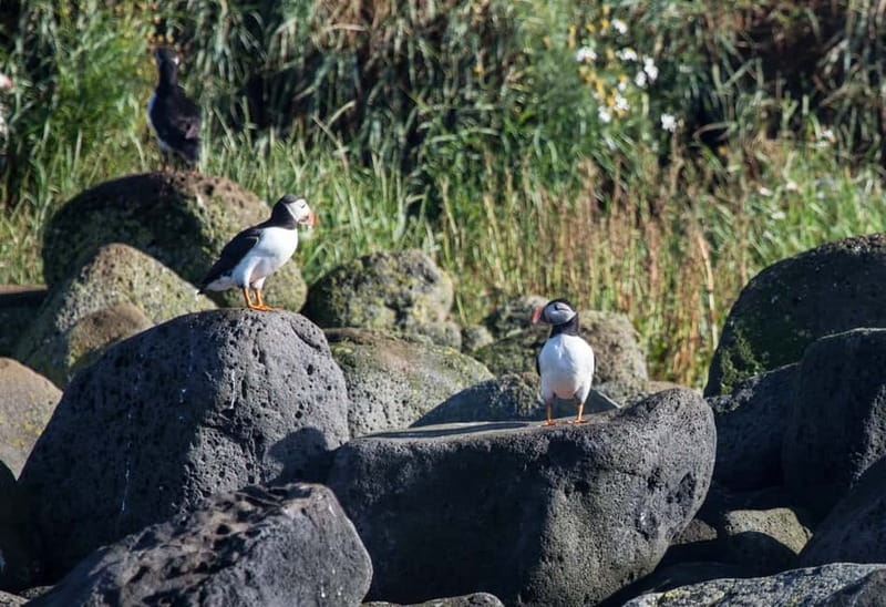 Reykjavik: Whales and Puffins Express Cruise Combo Tour - Searching Faxaflói Bay for whales