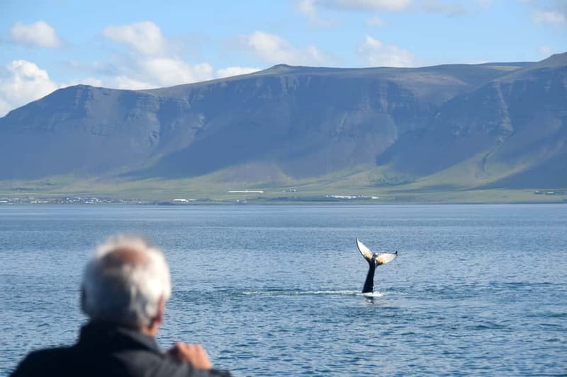 Reykjavik: Whales and Puffins Express Cruise Combo Tour - Classic Andrea or the faster whale boat?
