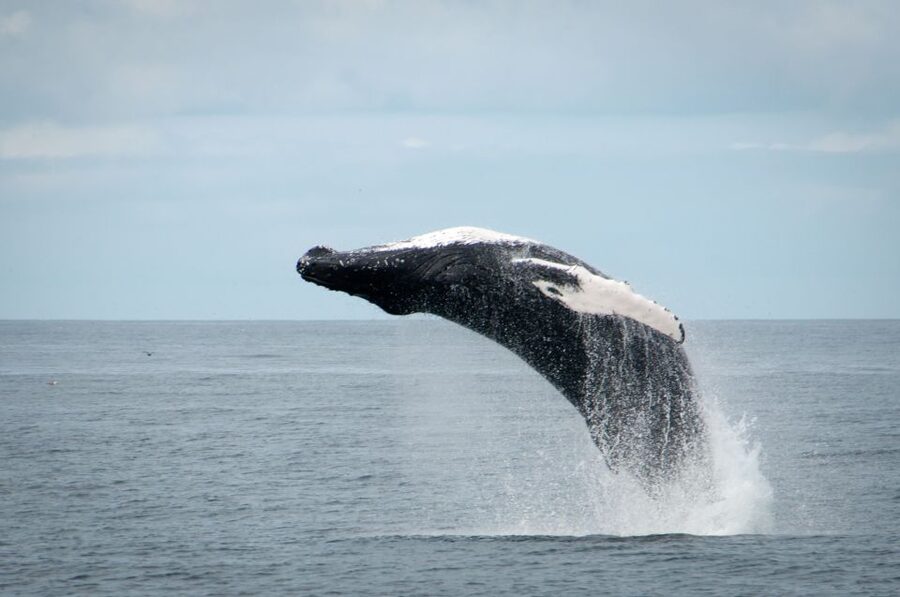 Reykjavik: Whales and Puffins Express Cruise Combo Tour - Staying warm when Icelandic weather changes