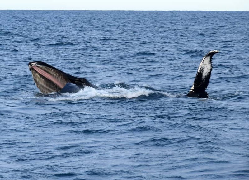 Reykjavik: Whales and Puffins Express Cruise Combo Tour - Guides, facts, and the family factor