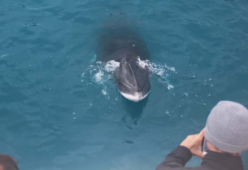 Reykjavik: Whales and Puffins Express Cruise Combo Tour - What the $148 price means