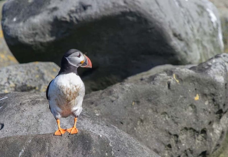 Reykjavik: Whales and Puffins Express Cruise Combo Tour - What happens at Reykjavík’s Old Harbor