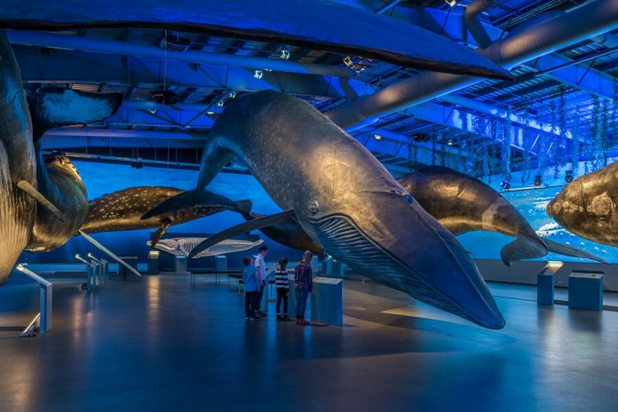 Reykjavik: Whales of Iceland Museum Entrance Ticket - Walking beneath Iceland’s life-size whales