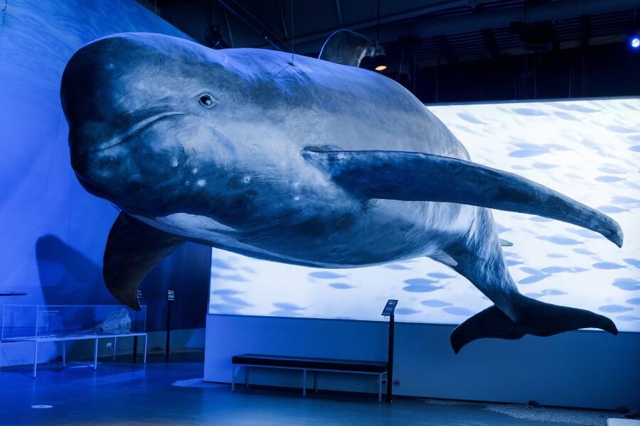 Reykjavik: Whales of Iceland Museum Entrance Ticket - Interactive exhibits make the science easier to grasp