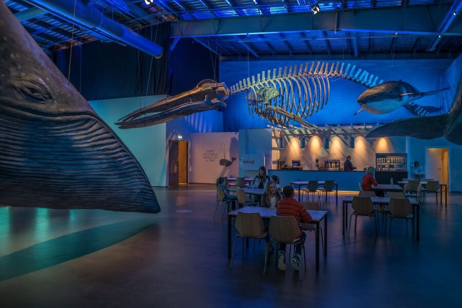 Reykjavik: Whales of Iceland Museum Entrance Ticket - How long should you allow?