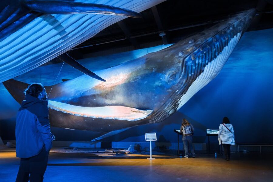 Reykjavik: Whales of Iceland Museum Entrance Ticket - The audio guide adds useful context