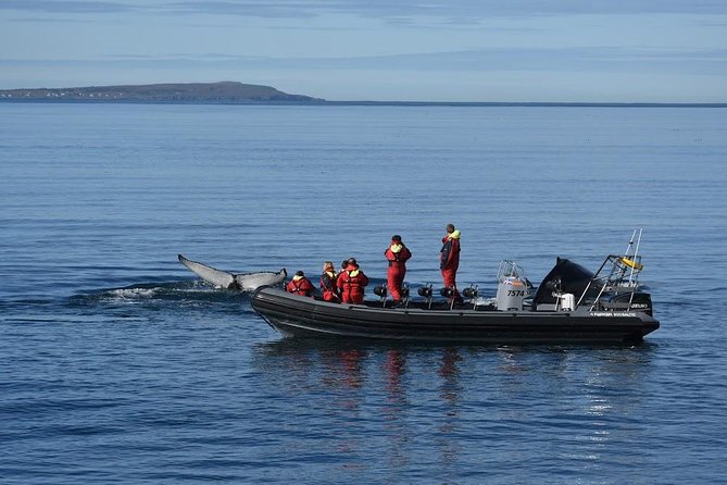 RIB boat express: Whales, Eyjafjord and Akureyri - What the whale guarantee really offers