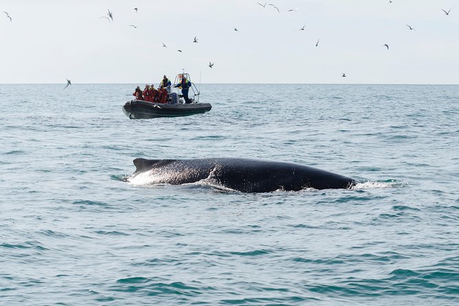 RIB boat express: Whales, Eyjafjord and Akureyri - Akureyri views from the water