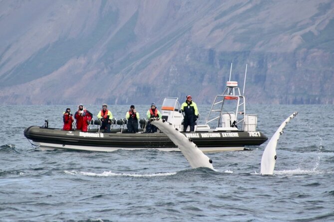 RIB boat express: Whales, Eyjafjord and Akureyri - Price and value at $192.66