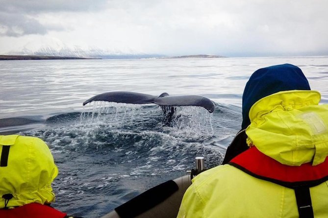 RIB boat express: Whales, Eyjafjord and Akureyri - Safety, weather, and comfort details