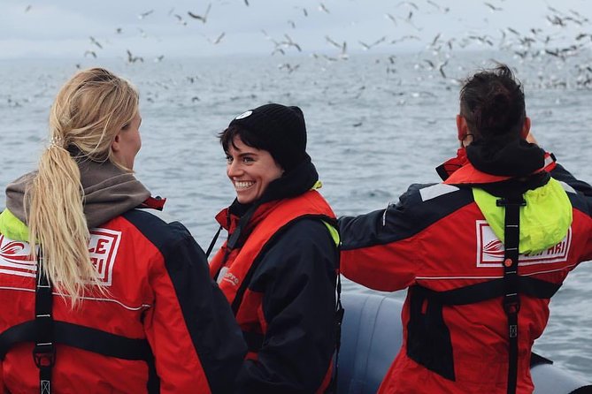 RIB Whale Watching Small-Group Boat Tour from Reykjavik - Puffins at Akurey, Engey, or Lundey