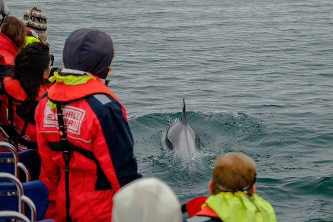 RIB Whale Watching Small-Group Boat Tour from Reykjavik - Why the RIB ride is both the attraction and the warning
