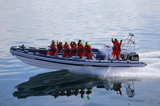 RIB Whale Watching Small-Group Boat Tour from Reykjavik - Returning past Sun Voyager and Harpa