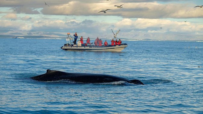 RIB Whale Watching Small-Group Boat Tour from Reykjavik - Timing, weather, and what to wear