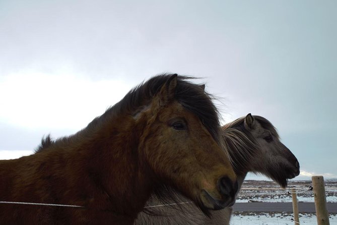 Small-Group Golden Circle Full-Day Tour from Reykjavik - What the minibus experience is really like