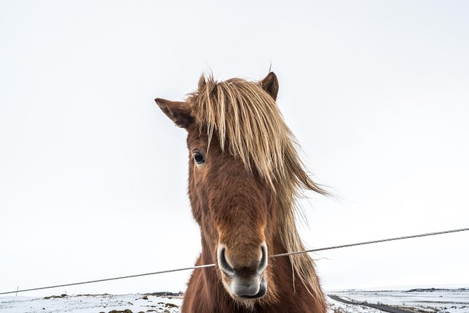 Small-Group Golden Circle Full-Day Tour from Reykjavik - The pace, food, and clothing details