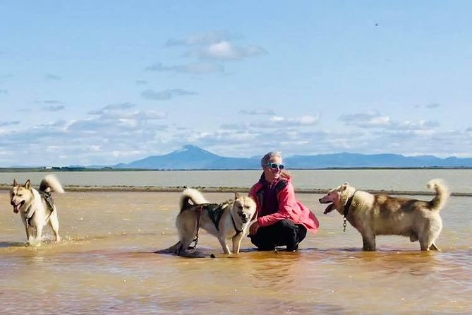 Small Group Husky Sledding Tour from Capital Region - The people and dogs make the difference