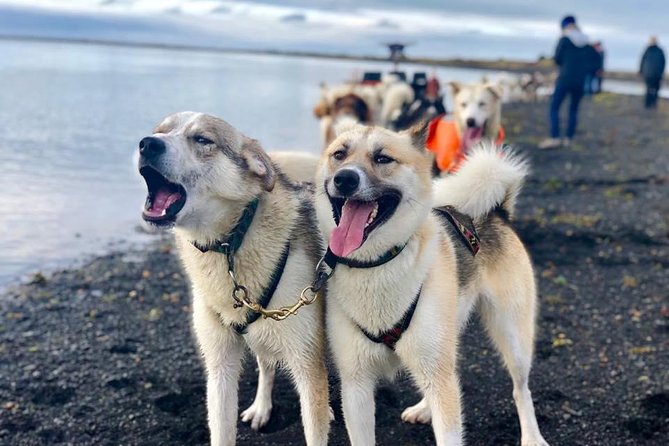 Small Group Husky Sledding Tour from Capital Region - What to wear for wind, rain, and snow