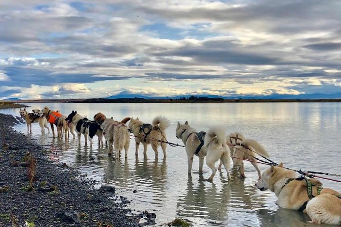 Small Group Husky Sledding Tour from Capital Region - A 35-minute run through Icelandic scenery