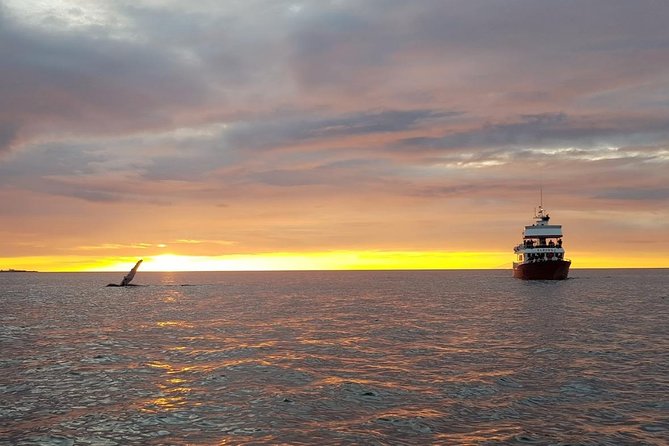 Small-group Whale Watching in the Midnight Sun from Reykjavík - Why the small boat changes the whale-watching experience