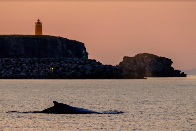 Small-group Whale Watching in the Midnight Sun from Reykjavík - Faxaflói and the main whale search