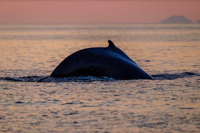 Small-group Whale Watching in the Midnight Sun from Reykjavík - Returning past the Sun Voyager